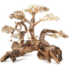 Tulup Ton�ce drzewo Bonsai nr 59 75x45