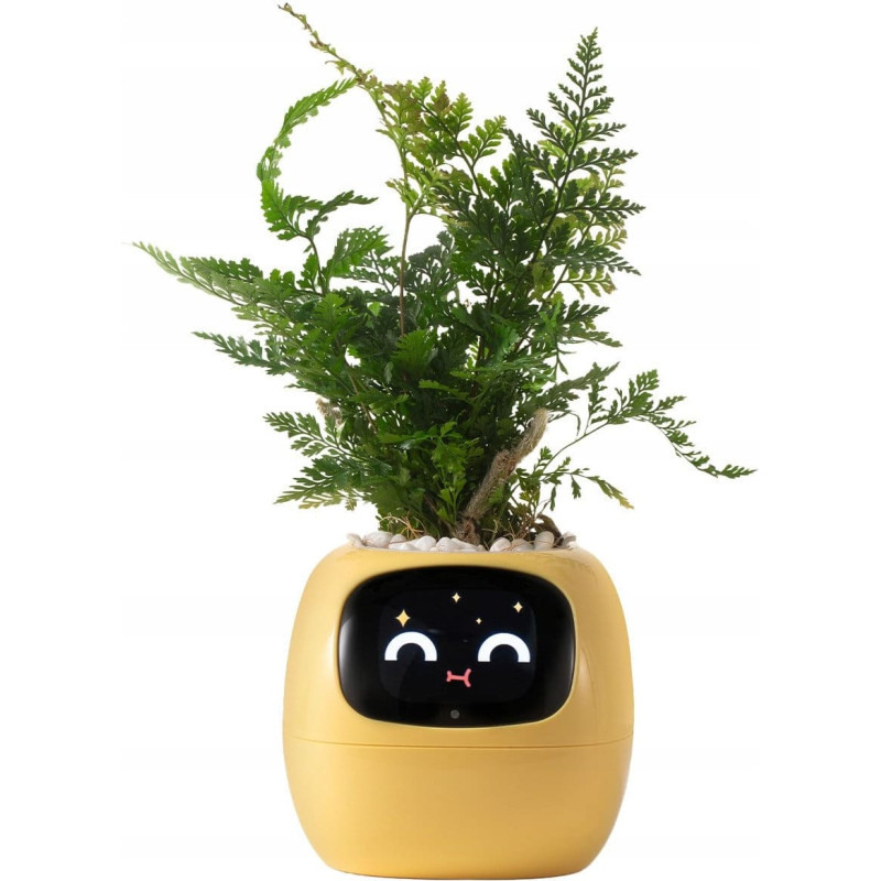 Kwiatydonice PlantsIO IVY Ż&oacute;łta