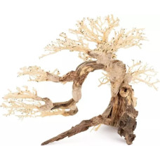 Terra Natura Tonące drzewo Bonsai nr 63 75x45